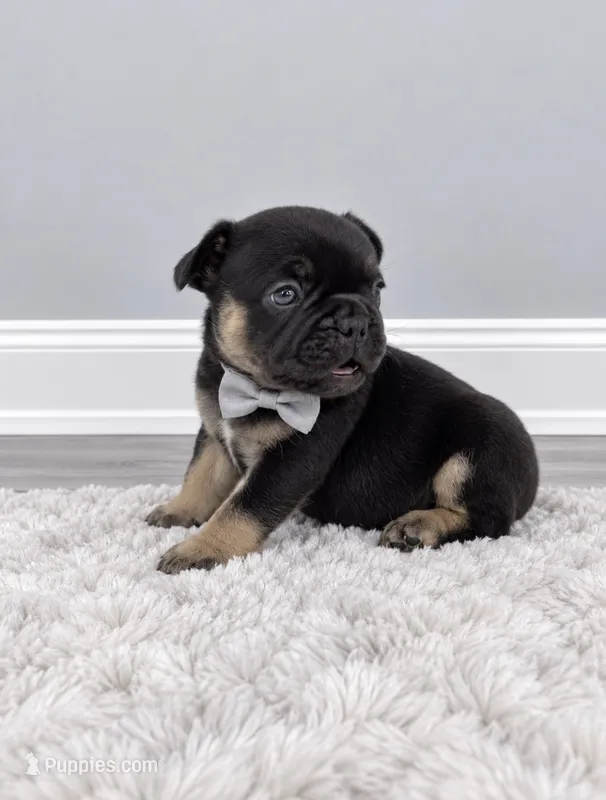 Elvis  – French Bulldog puppy for sale in Barney, GA
