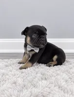 Elvis , a male French Bulldog for sale in Barney, GA – 1 of 6