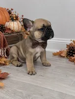 Zeke , a male French Bulldog for sale in Barney, GA – 6 of 6