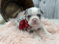 Paisley, a female French Bulldog for sale in Barney, GA – Photo 4 of 9