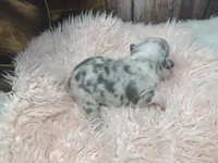 Paisley, a female French Bulldog for sale in Barney, GA – Photo 9 of 9