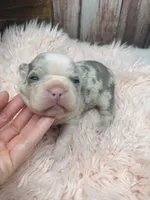 Paisley, a female French Bulldog for sale in Barney, GA – Photo 6 of 9