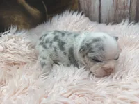 Paisley, a female French Bulldog for sale in Barney, GA – Photo 7 of 9