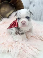 Paisley, a female French Bulldog for sale in Barney, GA – Photo 1 of 9