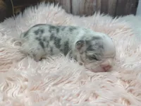 Paisley, a female French Bulldog for sale in Barney, GA – Photo 5 of 9