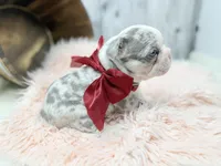 Paisley, a female French Bulldog for sale in Barney, GA – Photo 3 of 9