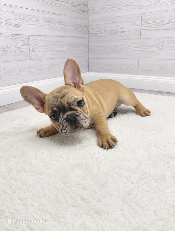 Cookie dough – French Bulldog puppy for sale in Barney, GA