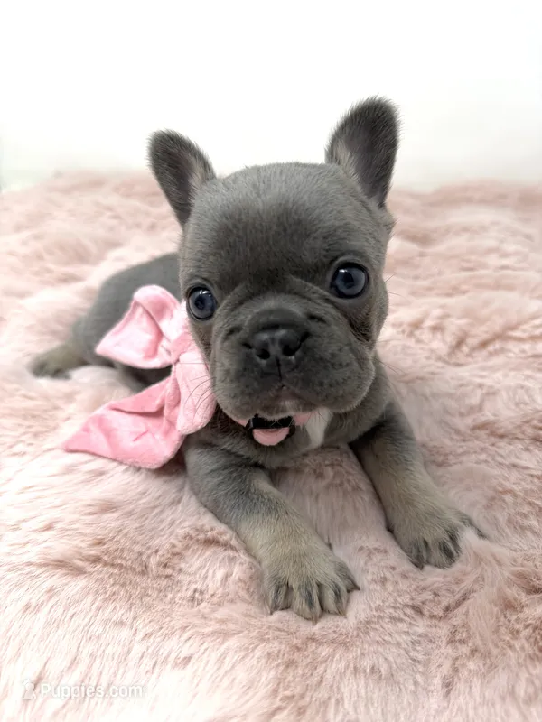 Lainey  – French Bulldog puppy for sale in Barney, GA