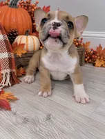 Charles, a male French Bulldog for sale in Barney, GA – 6 of 9