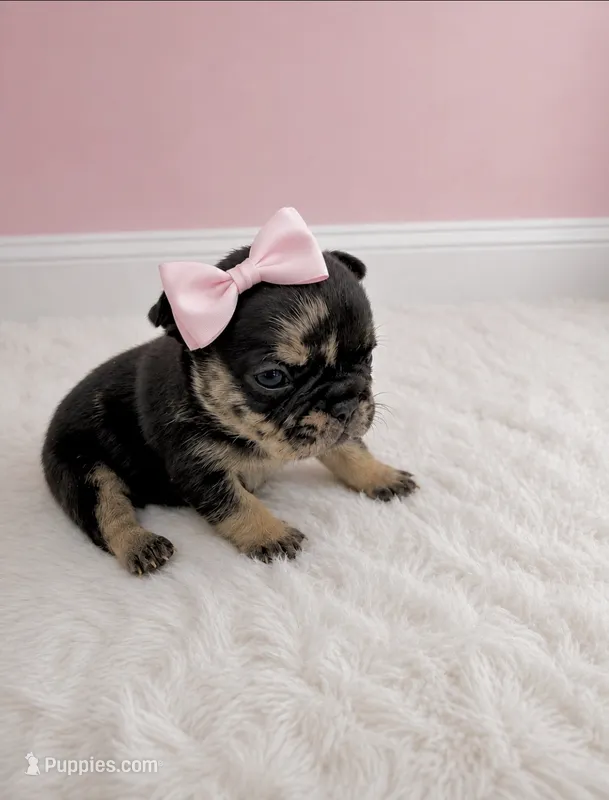 Posie – French Bulldog puppy for sale in Barney, GA