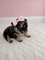 Posie, a female French Bulldog for sale in Barney, GA – 4 of 5