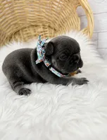 Finn, a male French Bulldog for sale in Barney, GA – 3 of 3