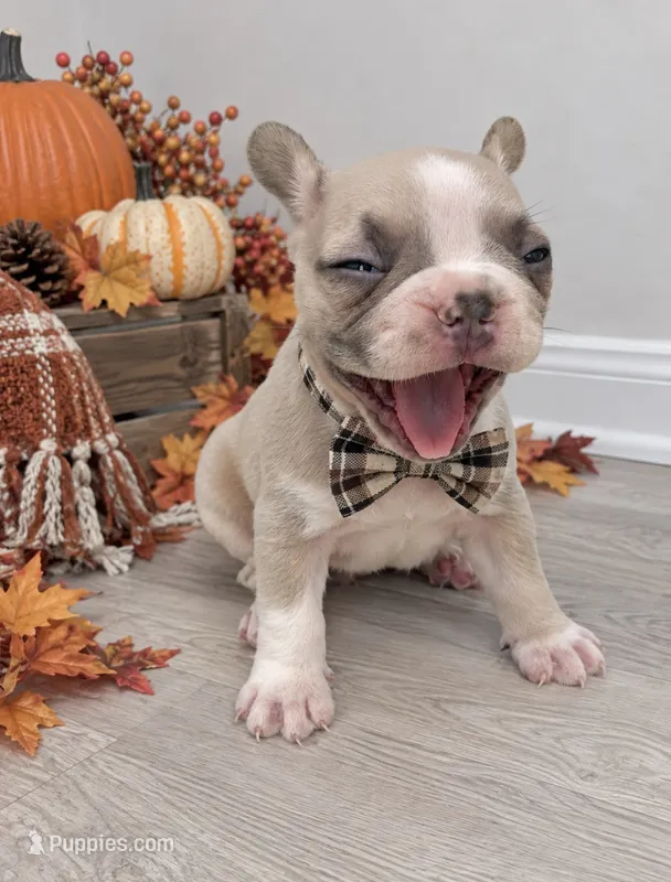 Dexter – French Bulldog puppy for sale in Barney, GA