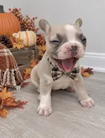 Dexter lilac fawn, a male French Bulldog for sale in Barney, GA – 1 of 10