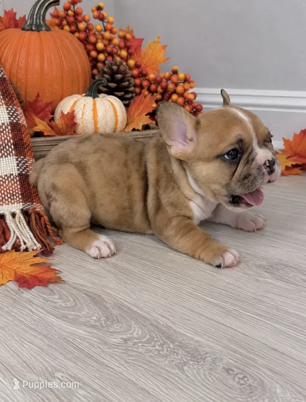 Charles – French Bulldog puppy for sale in Barney, GA