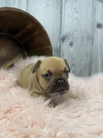 Piper, a female French Bulldog for sale in Barney, GA – Photo 4 of 10