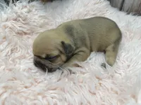 Piper, a female French Bulldog for sale in Barney, GA – Photo 7 of 10