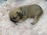 Piper, a female French Bulldog for sale in Barney, GA – Photo 8 of 10