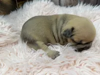 Piper, a female French Bulldog for sale in Barney, GA – Photo 10 of 10