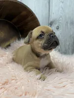 Piper, a female French Bulldog for sale in Barney, GA – Photo 5 of 10