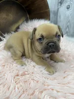 Piper, a female French Bulldog for sale in Barney, GA – Photo 1 of 10