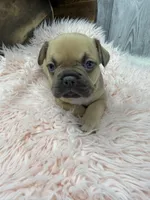 Piper, a female French Bulldog for sale in Barney, GA – Photo 2 of 10