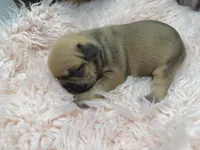 Piper, a female French Bulldog for sale in Barney, GA – Photo 9 of 10