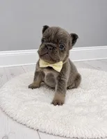 Chewy, a male French Bulldog for sale in Barney, GA – 3 of 4