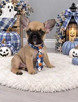 Zeke , a male French Bulldog for sale in Barney, GA – 3 of 6