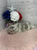 Lilac Merle Tri Stella , a female French Bulldog for sale in Barney, GA – 3 of 5