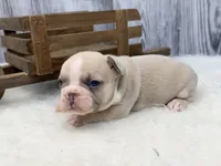 Dexter lilac fawn, a male French Bulldog for sale in Barney, GA – 6 of 10