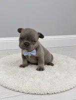 Leo, a male French Bulldog for sale in Barney, GA – 3 of 4