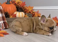 Charles, a male French Bulldog for sale in Barney, GA – 5 of 9