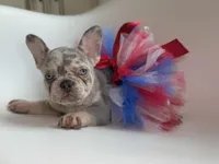 Willow, a female French Bulldog for sale in Barney, GA – Photo 2 of 8