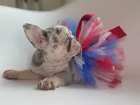 Willow, a female French Bulldog for sale in Barney, GA – Photo 7 of 8