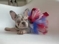 Willow, a female French Bulldog for sale in Barney, GA – Photo 3 of 8