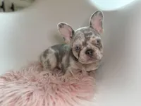 Willow, a female French Bulldog for sale in Barney, GA – Photo 1 of 8