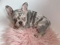 Willow, a female French Bulldog for sale in Barney, GA – Photo 5 of 8