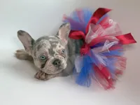 Willow, a female French Bulldog for sale in Barney, GA – Photo 8 of 8