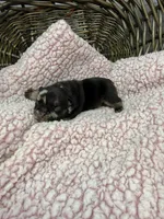 Posie, a female French Bulldog for sale in Barney, GA – 4 of 4