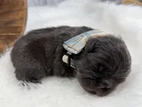 Mars, a male French Bulldog for sale in Barney, GA – Photo 6 of 9