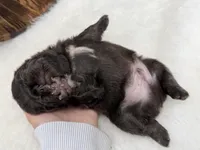 Mars, a male French Bulldog for sale in Barney, GA – Photo 9 of 9