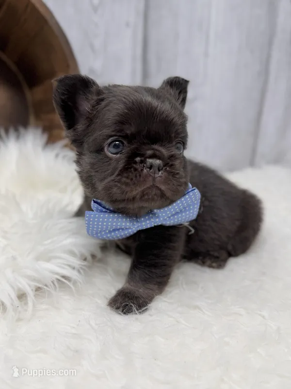 Mars – French Bulldog puppy for sale in Barney, GA