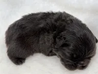 Mars, a male French Bulldog for sale in Barney, GA – Photo 5 of 9