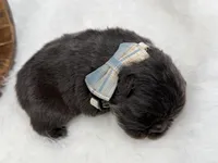 Mars, a male French Bulldog for sale in Barney, GA – Photo 8 of 9