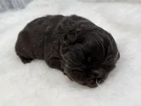 Mars, a male French Bulldog for sale in Barney, GA – Photo 2 of 9