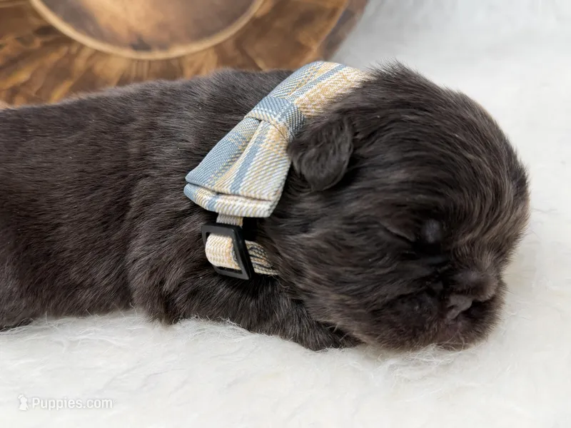 Mars – French Bulldog puppy for sale in Barney, GA