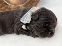 Mars, a male French Bulldog for sale in Barney, GA – Photo 1 of 9