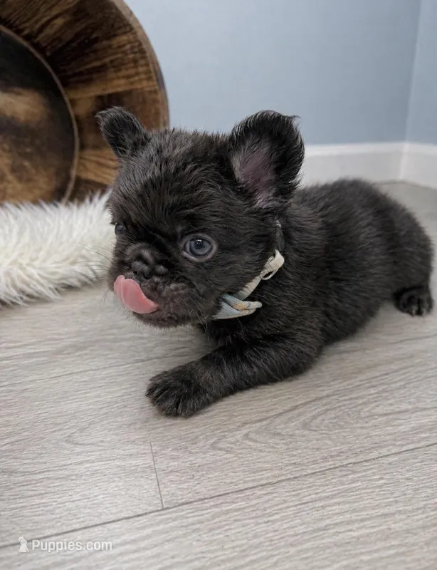 Mars – French Bulldog puppy for sale in Barney, GA