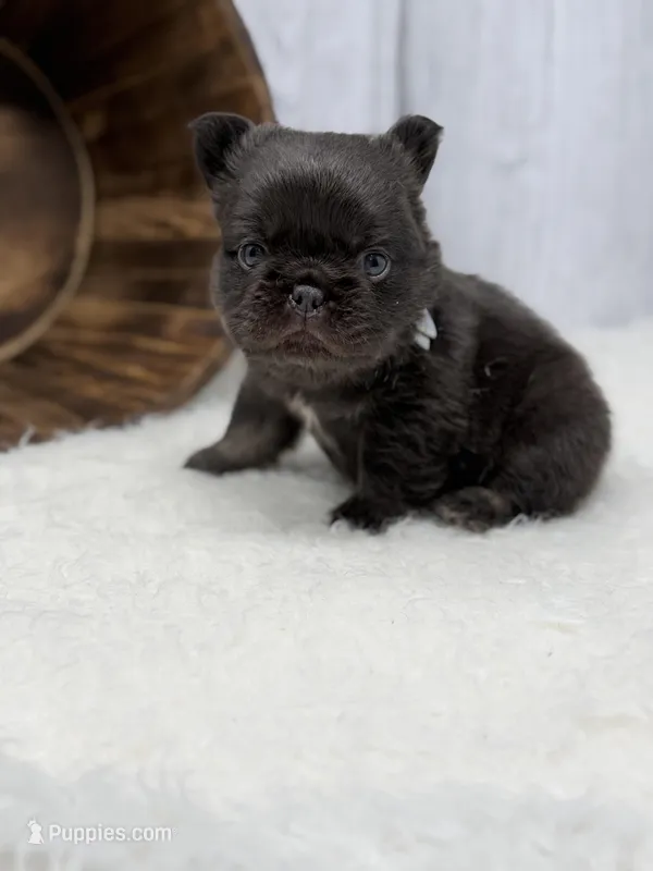 Mars – French Bulldog puppy for sale in Barney, GA